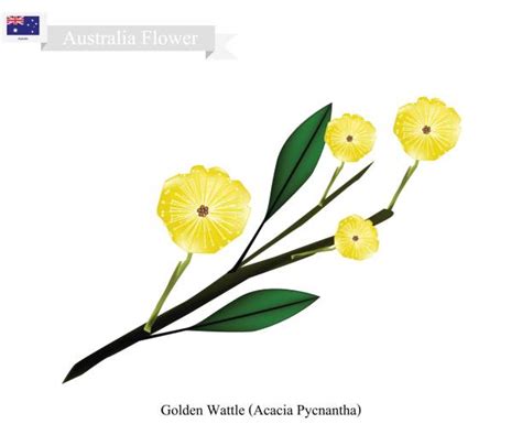 vad är den nationella blomman i australien